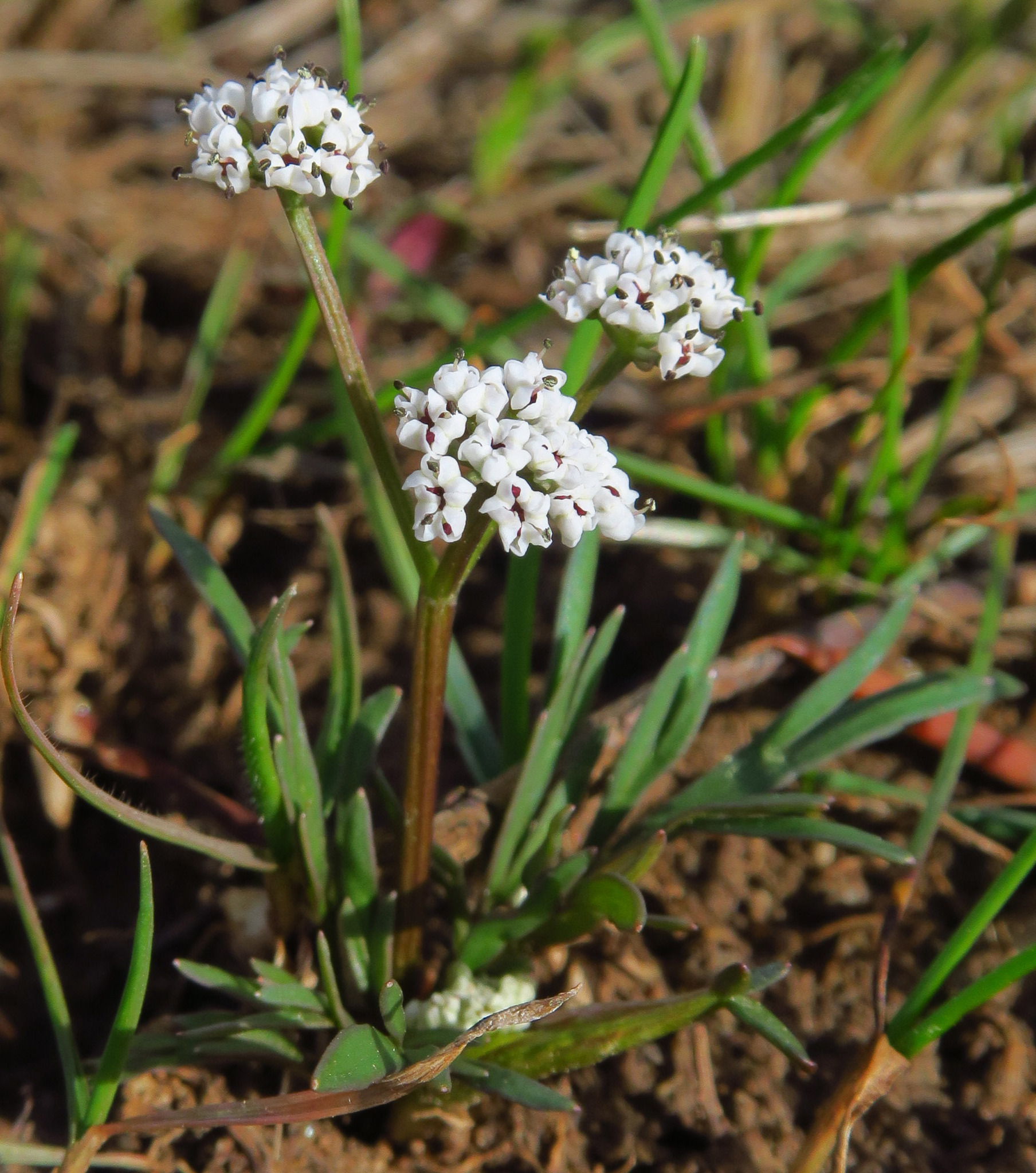 Lomatium piperi