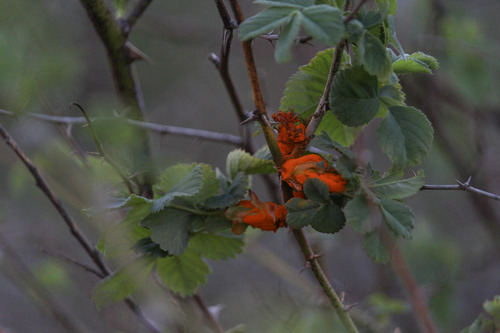 California rose rust
