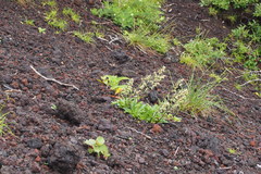 Artemisia pedunculosa