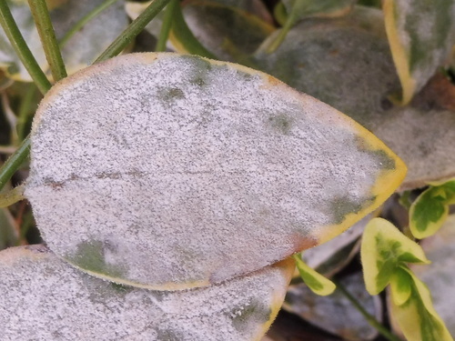 Spindletree powdery mildew