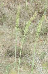 Drimia altissima