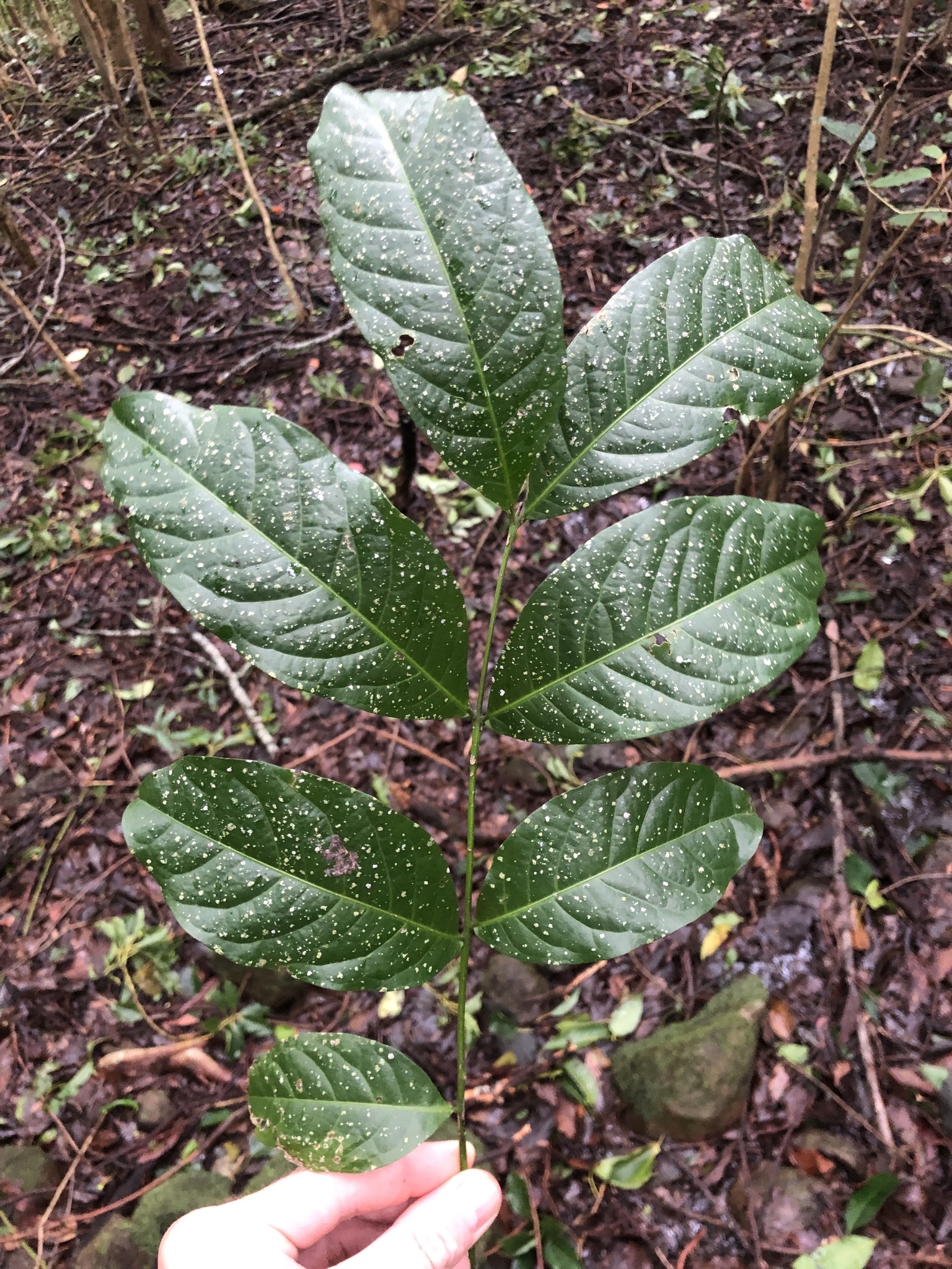 Tulipwood (Harpullia pendula)