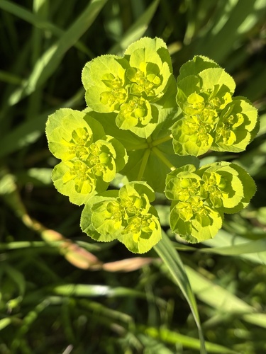 大戟科  大戟屬  澤漆 Euphorbia heliosc