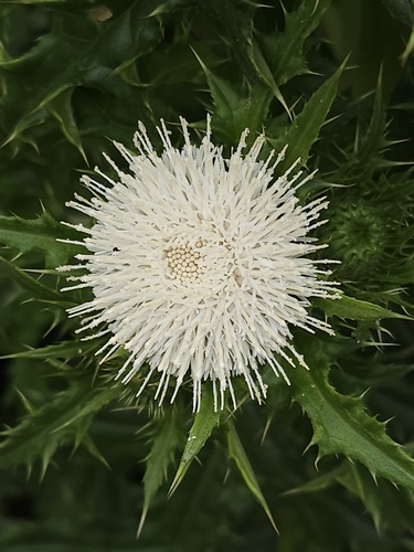 Cirsium brevicaule iNat (2)