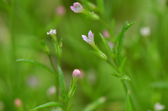 Allophyllum capillare
