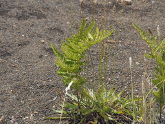 Pteridium aquilinum decompositum