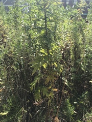 Angiospermae