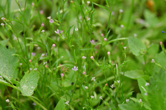 Allophyllum capillare