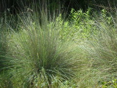 Muhlenbergia lindheimeri