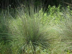 Muhlenbergia lindheimeri