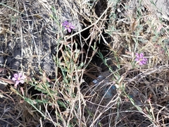 Lythrum alatum lanceolatum