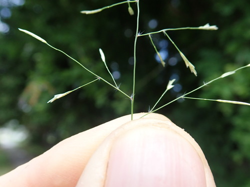 Image of Eragrostis tenuifolia by no rights reserved