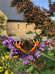 Aglais urticae