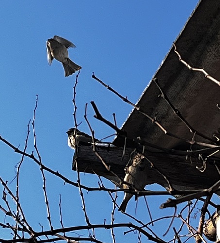 House Sparrow
