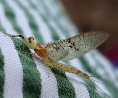 Ephemera glaucops