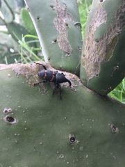 Cactophagus spinolae