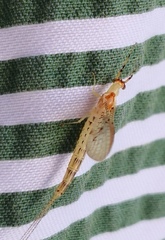 Ephemera glaucops