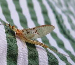 Ephemera glaucops