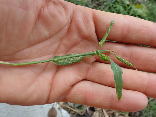 Image of Urochloa panicoides by no rights reserved