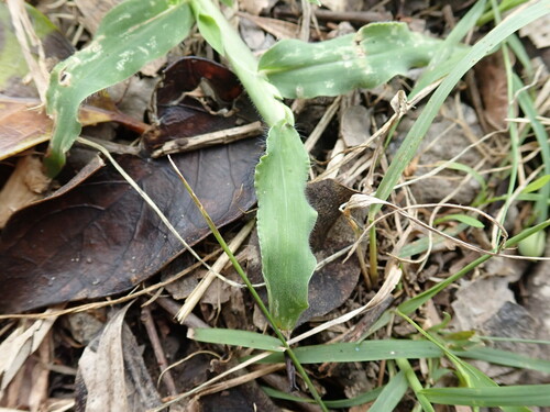 Image of Urochloa panicoides by no rights reserved