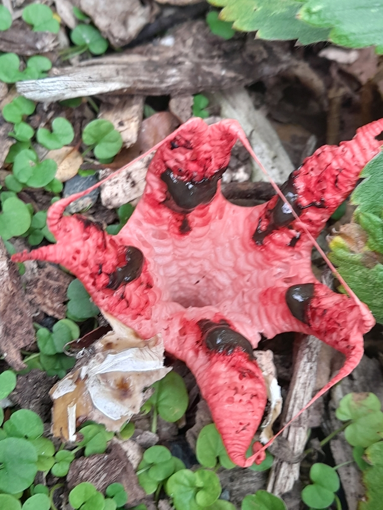 Clathrus archeri · March 2025 · photo: © mphnz (iNaturalist, cc0)