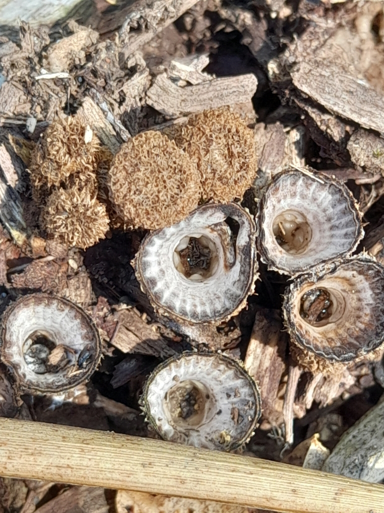 Cyathus striatus · March 2025 · photo: © mphnz (iNaturalist, cc0)