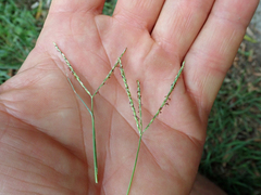 Couch grass (Digitaria didactyla)