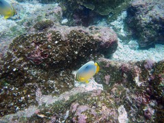 Chaetodon trifasciatus