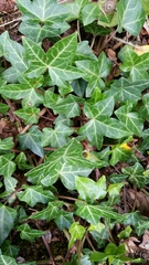 Hedera helix