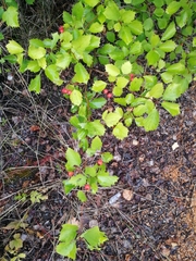 Crataegus flabellata