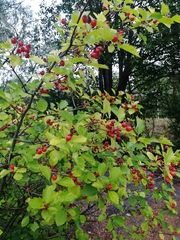 Crataegus flabellata