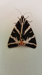 Euplagia quadripunctaria