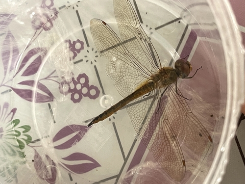 Wandering Glider