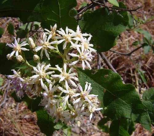 Vernonia colorata (Willd.) Drake