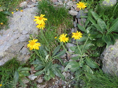 Senecio doronicum