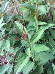 Spiraea