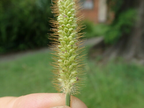 Yellow foxtail (Setaria pumila)
