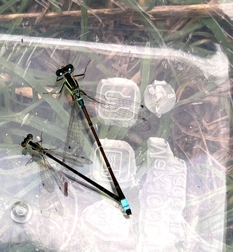 Common Bluetail