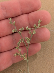 Polycarpaea repens (Polycarpaea repens)