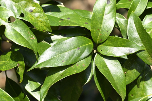 Image of Lithocarpus glaber by (c) 曾昱承 Yu-Cheng Zeng, some rights reserved (CC BY)