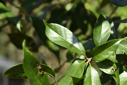 Image of Lithocarpus glaber by (c) 曾昱承 Yu-Cheng Zeng, some rights reserved (CC BY)