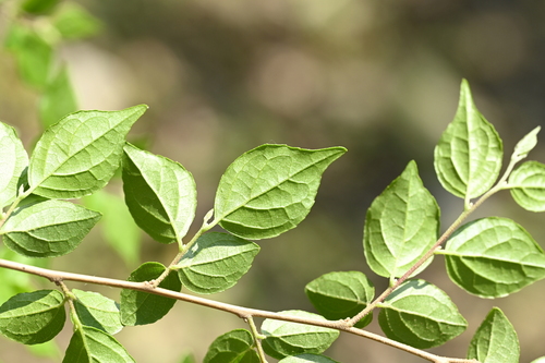 Image of Styrax formosanus by (c) 曾昱承 Yu-Cheng Zeng, some rights reserved (CC BY)