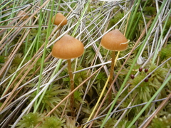 Galerina paludosa