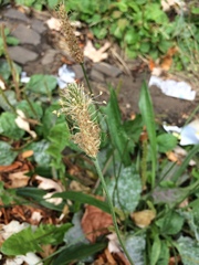 Plantago lanceolata