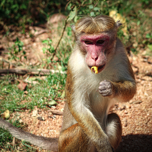 Toque Macaque