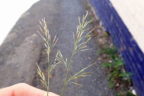 Image of Eragrostis tenuifolia by no rights reserved