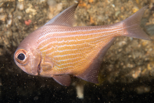 Bigscale bullseye (Pempheris multiradiata) — Pempheridae — 4