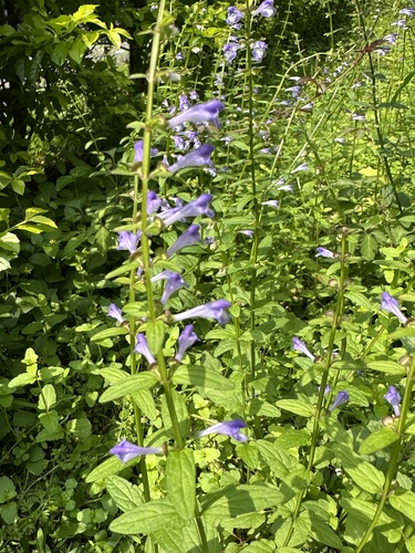 Scutellaria barbata (Scutellaria barbata)