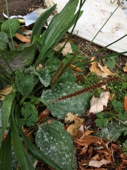 Plantago lanceolata