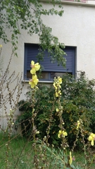 Verbascum gaillardotii